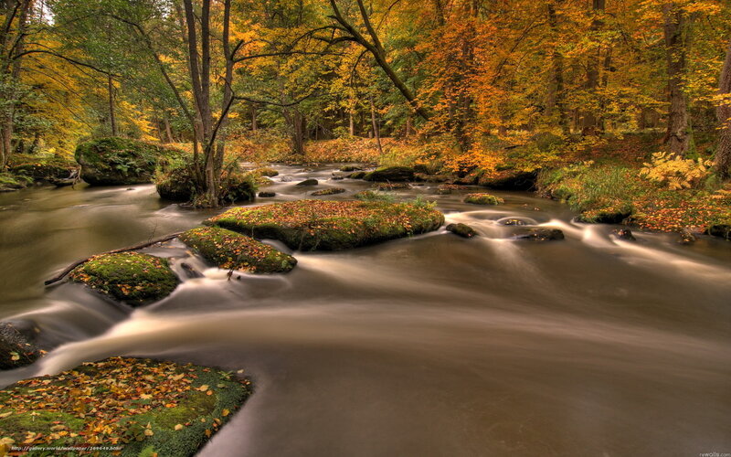 Autumn forest stream