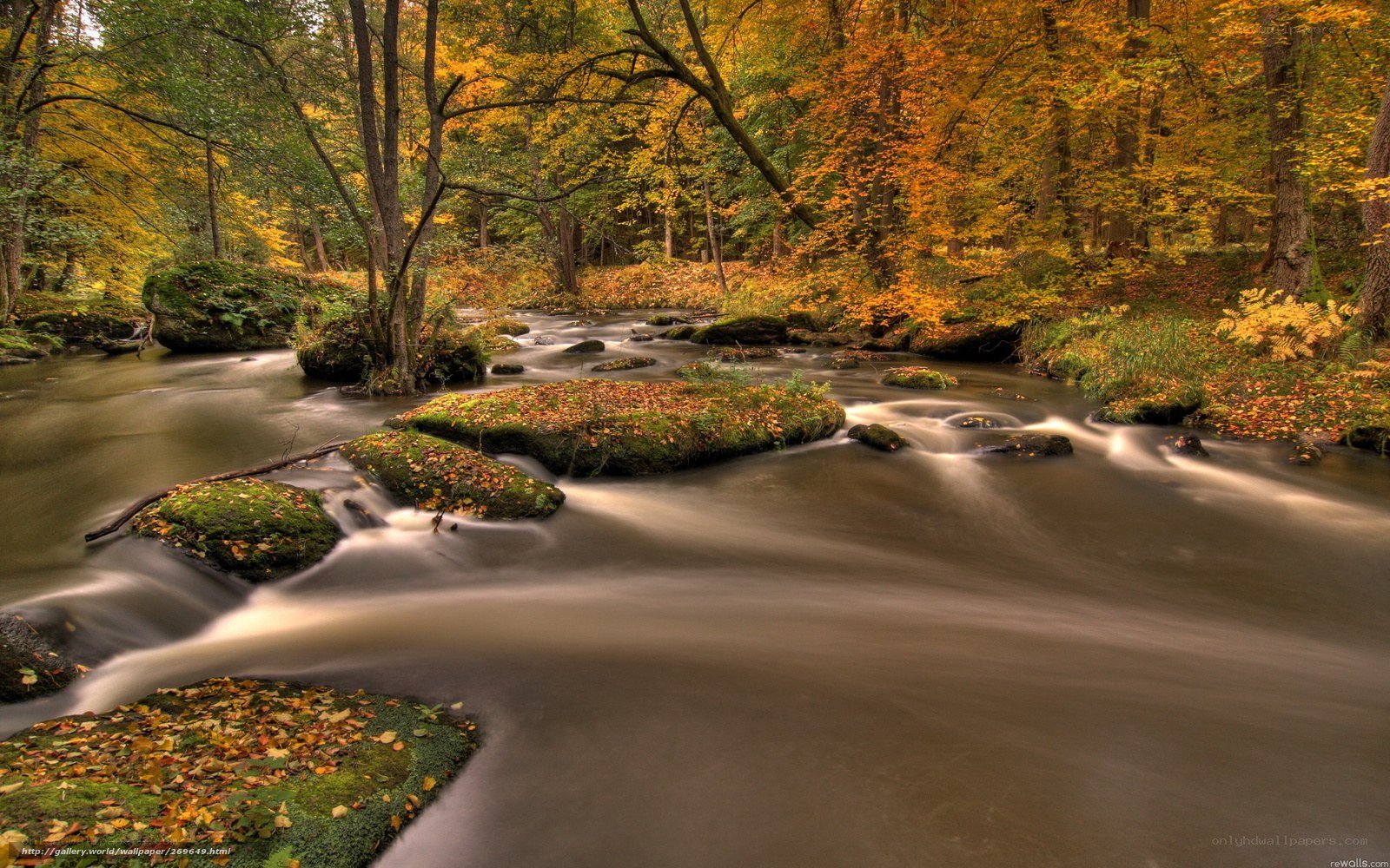 Autumn forest stream