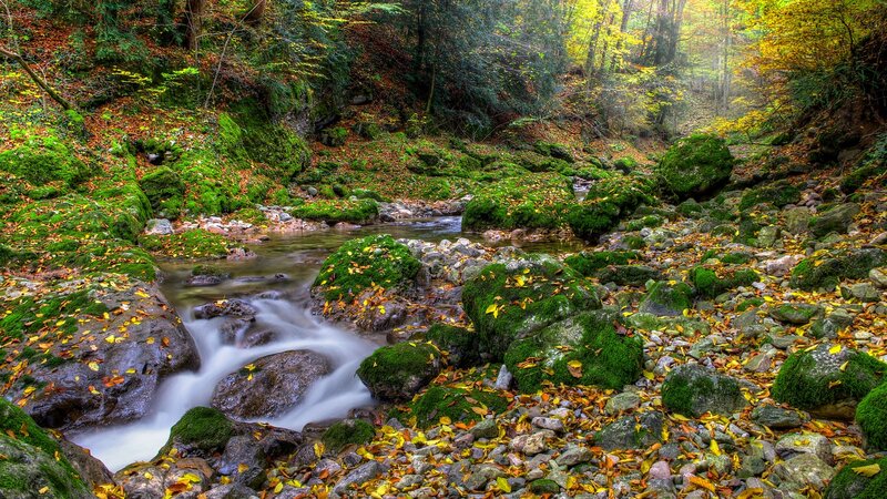 Autumn forest stream