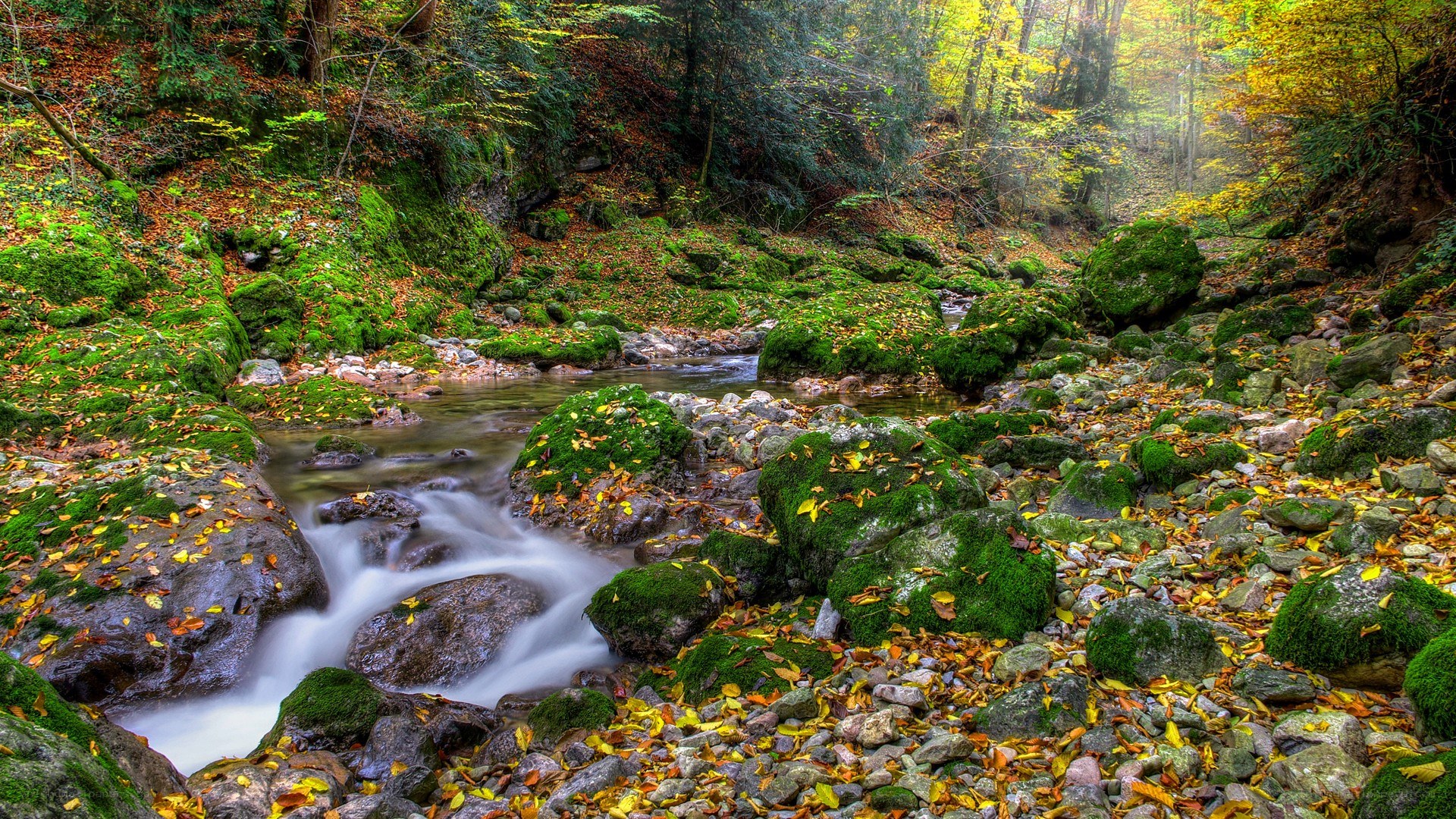 Autumn forest stream