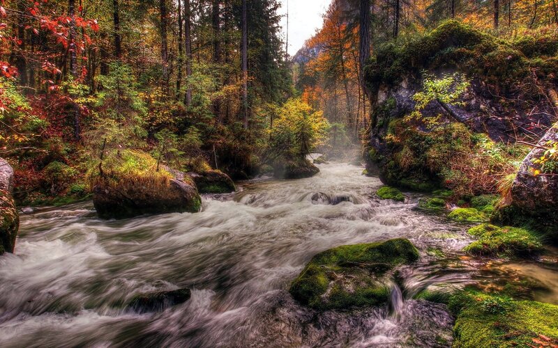 Autumn forest stream