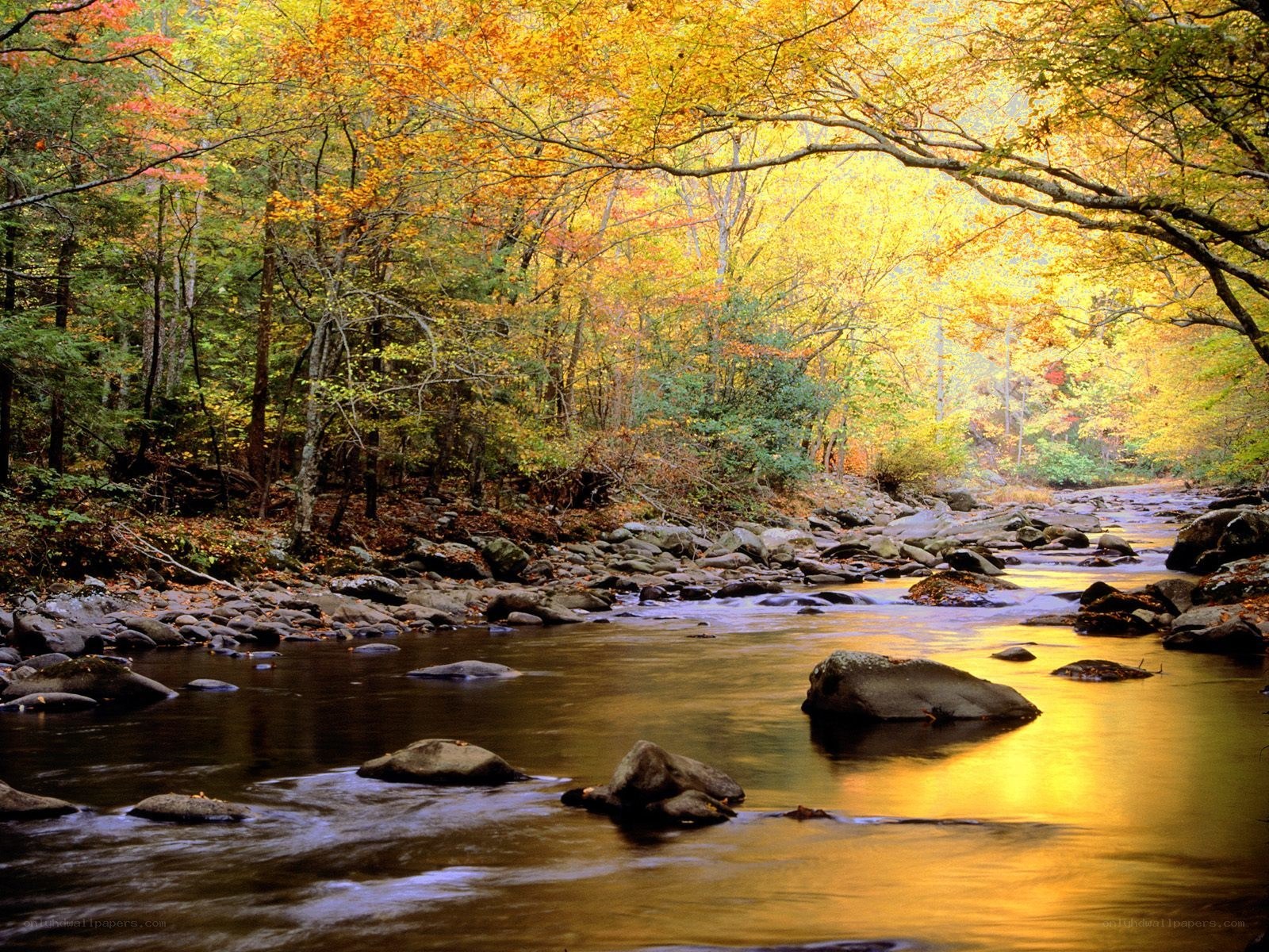 Autumn forest stream