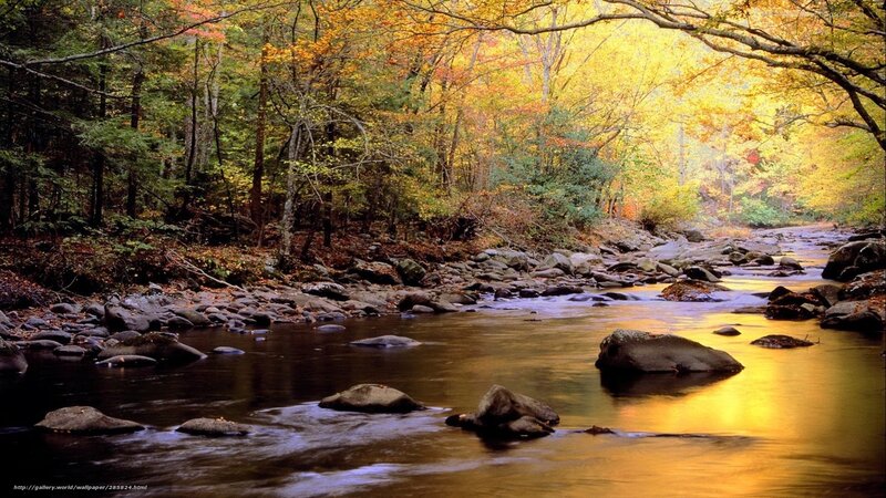 Autumn forest stream