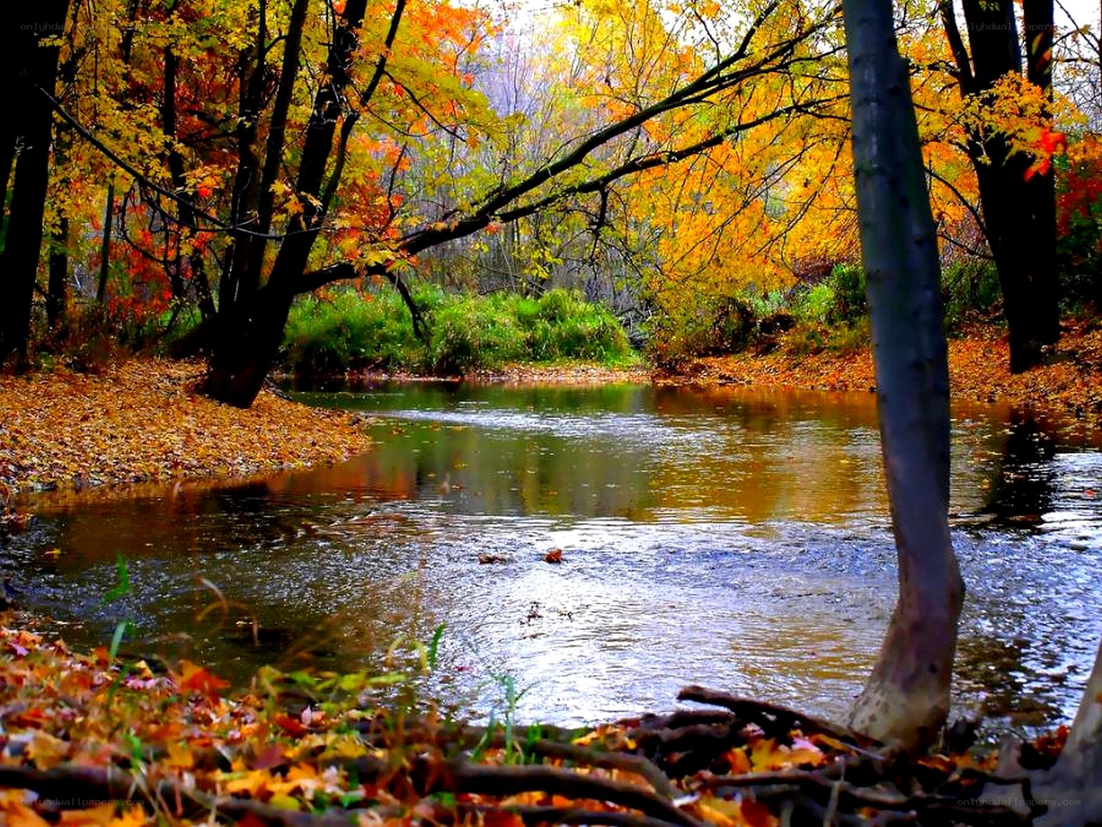 Autumn forest stream