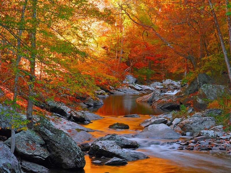 Autumn forest stream