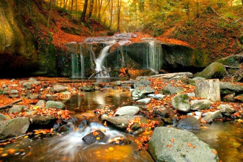 Autumn forest stream