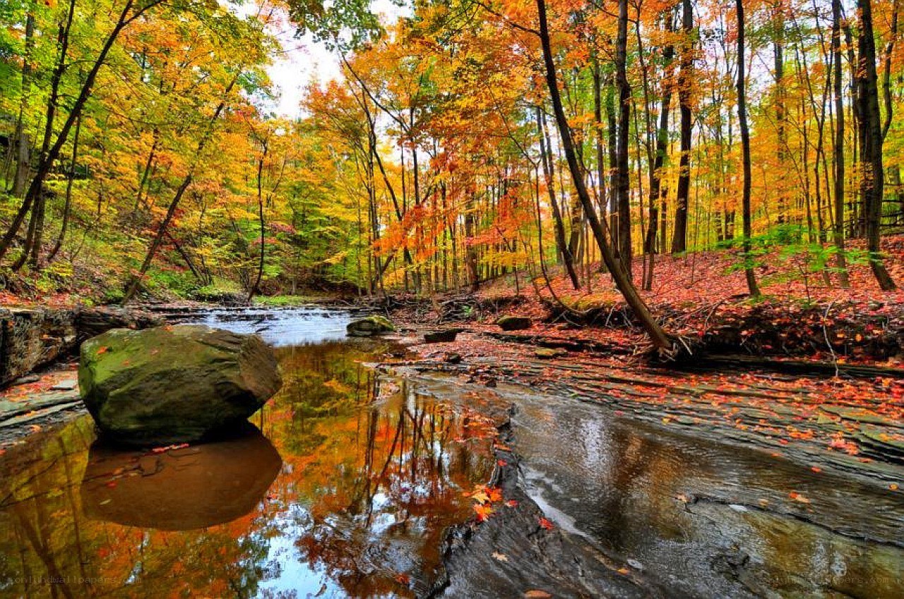 Autumn forest stream