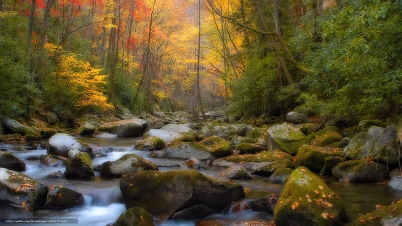 Autumn forest stream