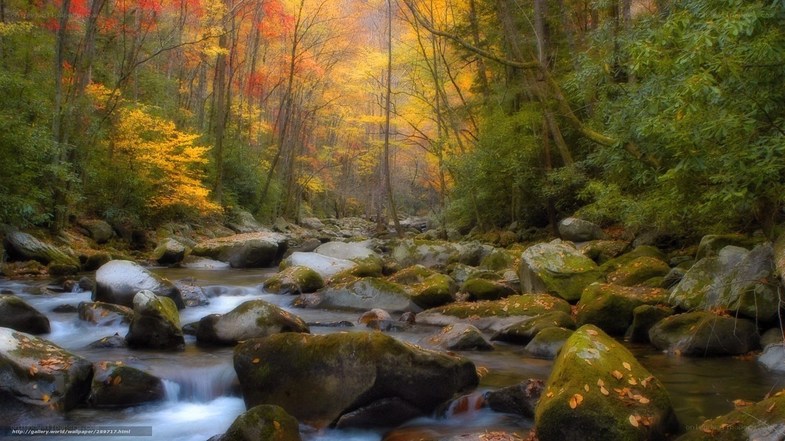 Autumn forest stream