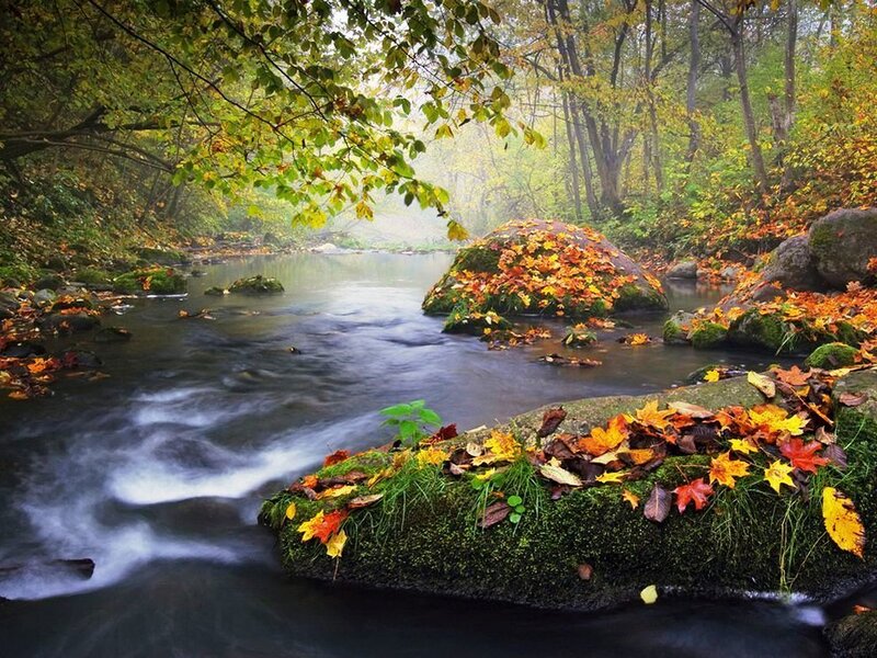 Autumn forest stream