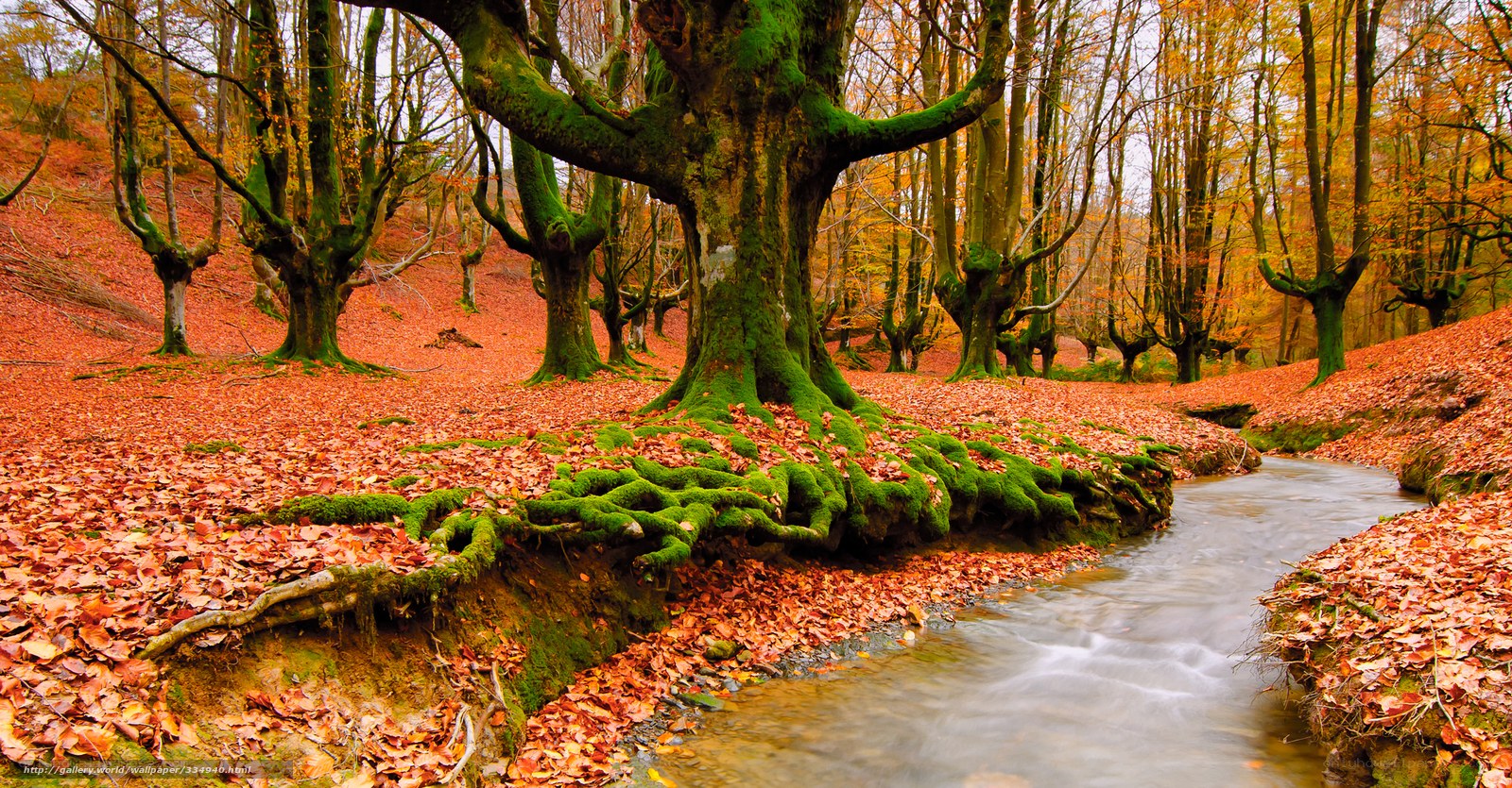 Autumn forest stream