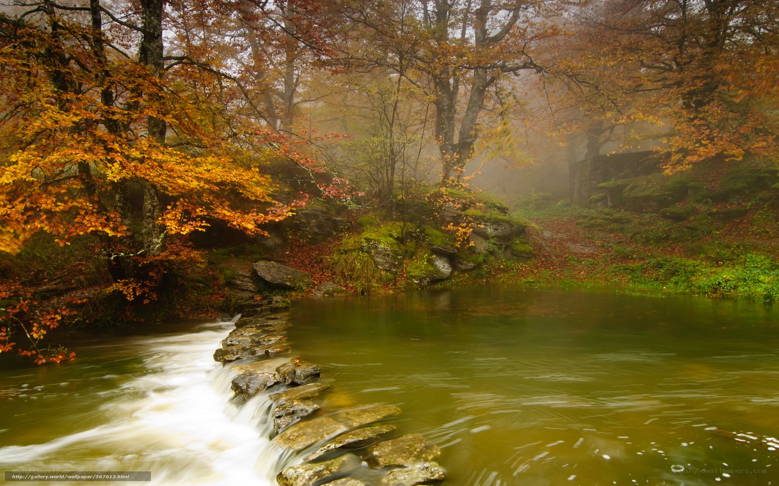 Autumn forest stream