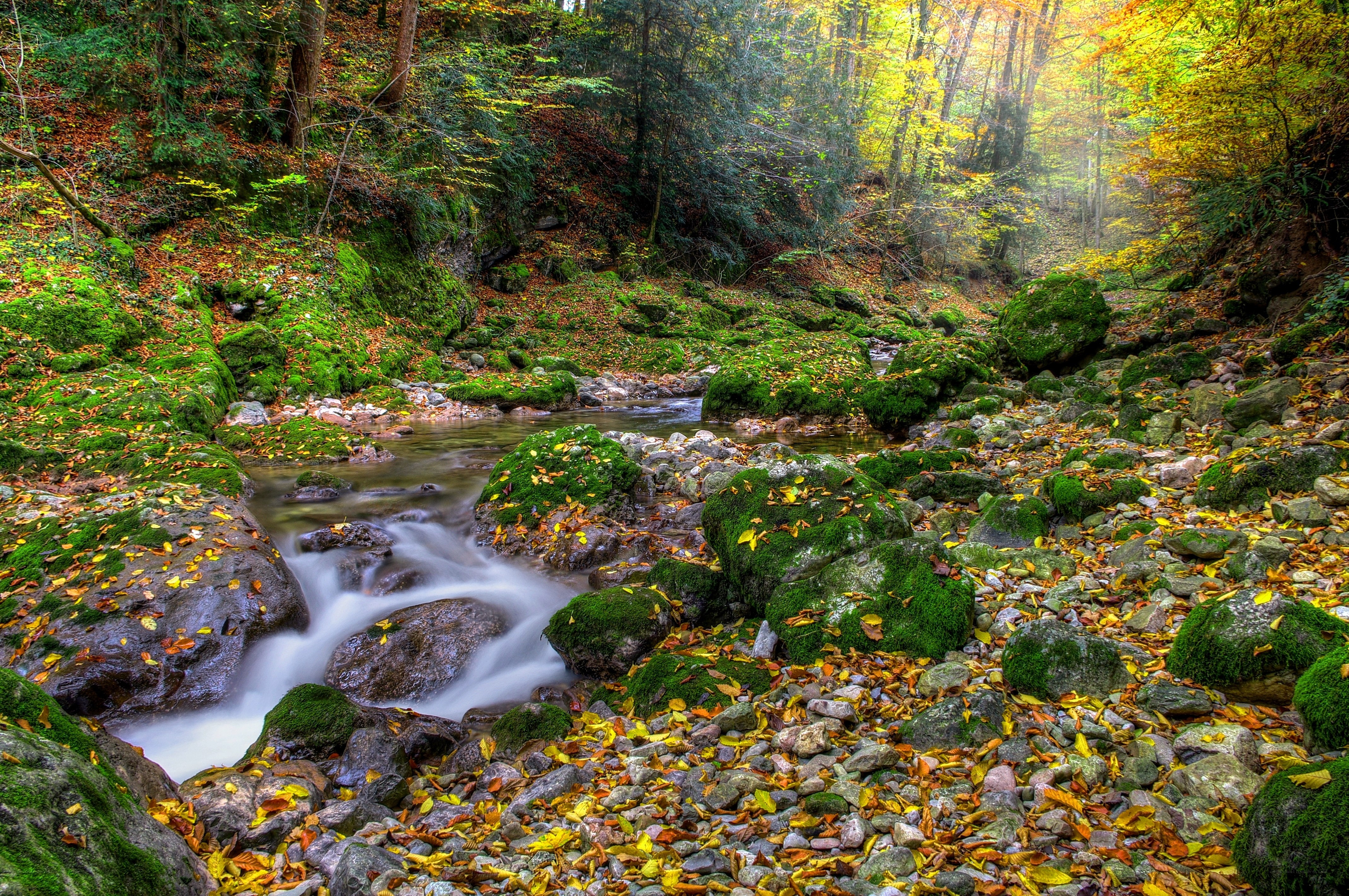 Autumn forest stream