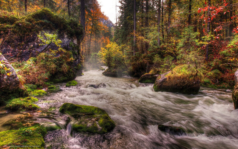 Autumn forest stream
