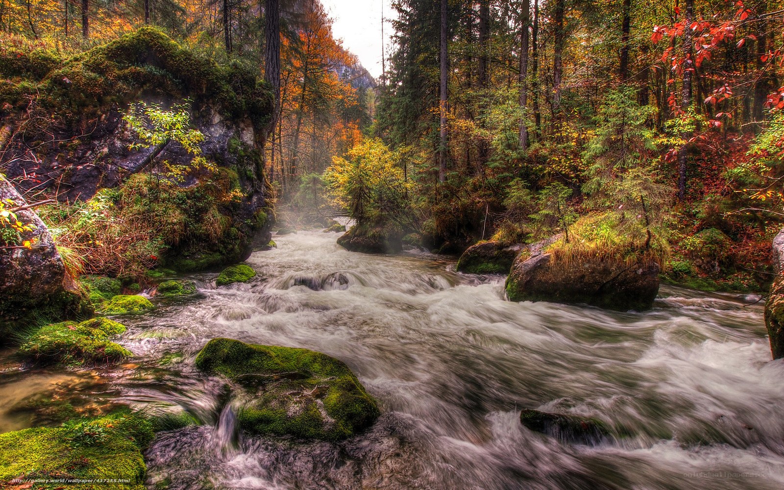 Autumn forest stream