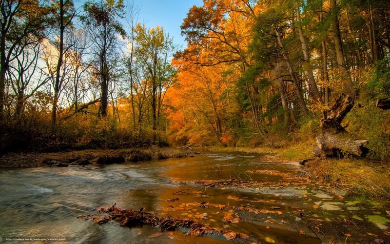 Autumn forest stream