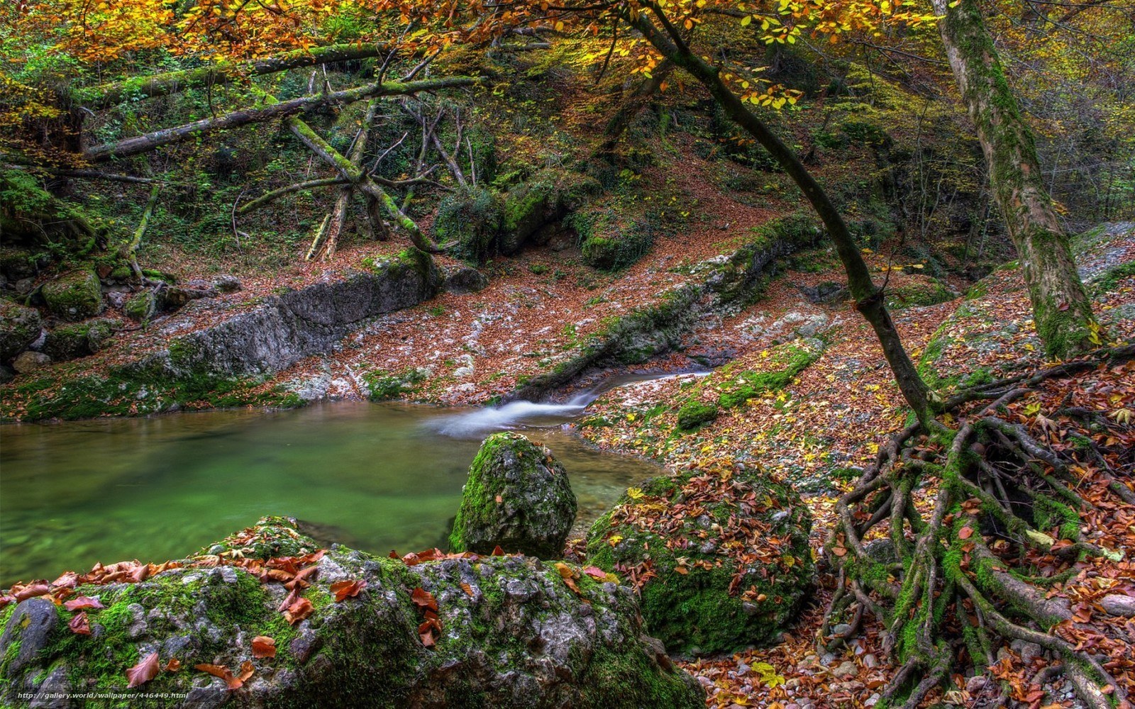 Autumn forest stream