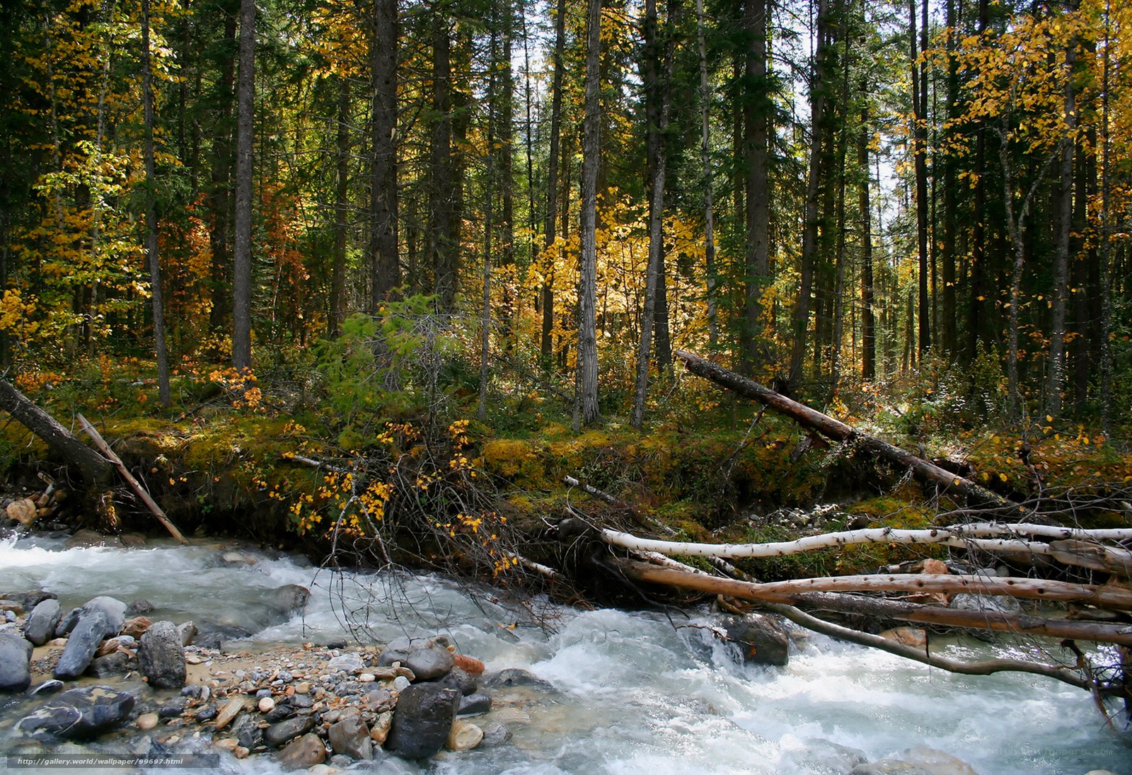 Autumn forest stream
