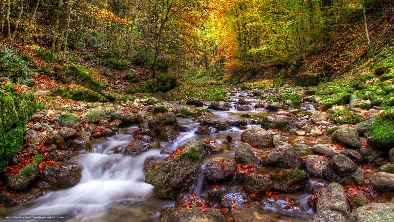 Autumn forest stream