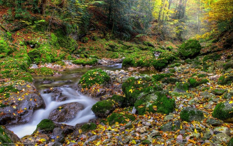 Autumn forest stream