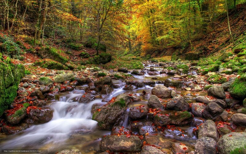 Autumn forest stream