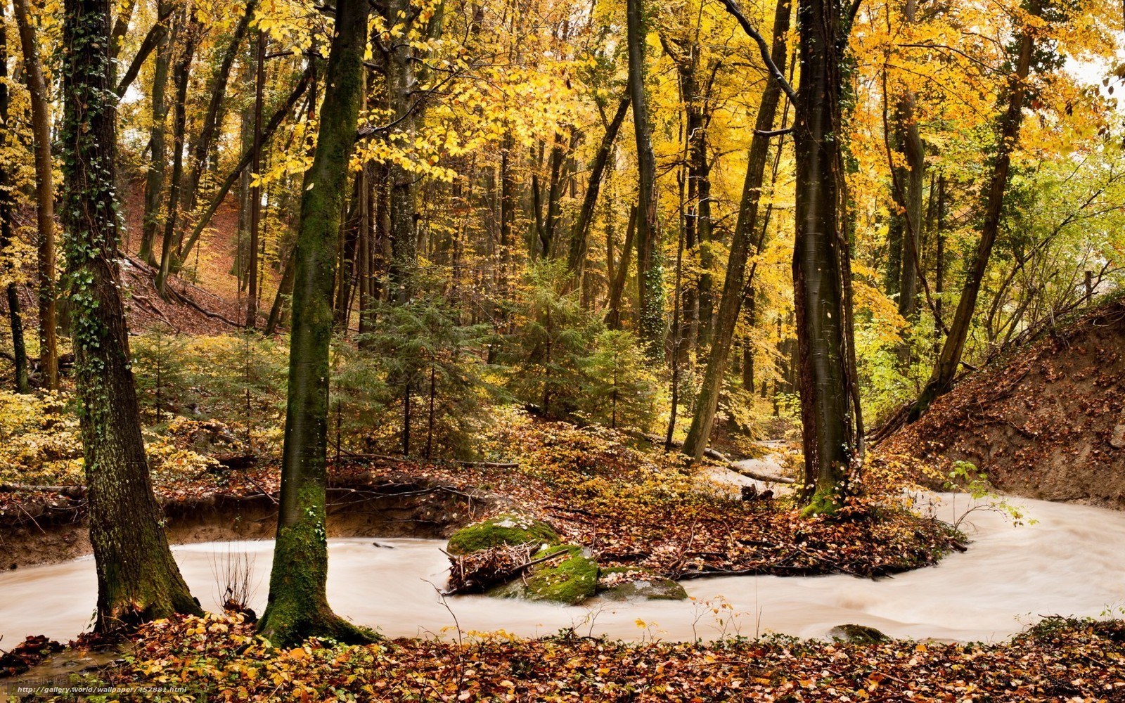 Autumn forest stream