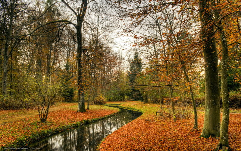 Autumn forest stream