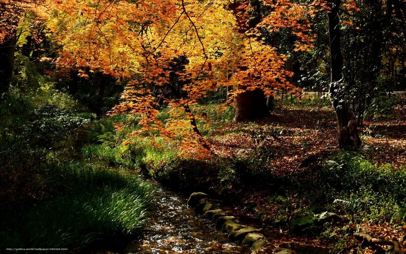 Autumn forest stream