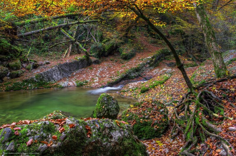 Autumn forest stream