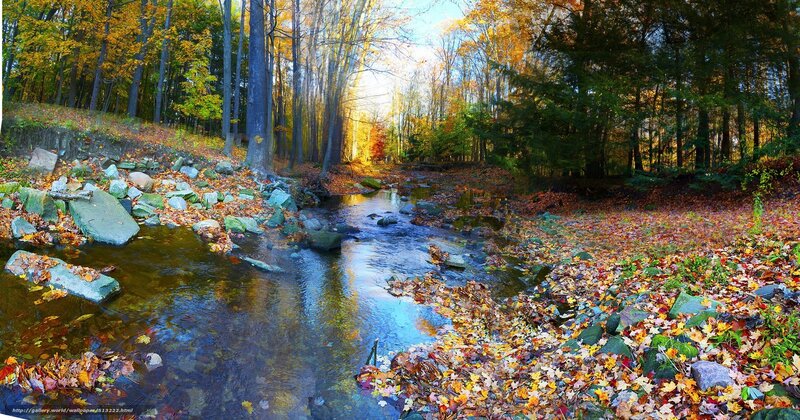 Autumn forest stream