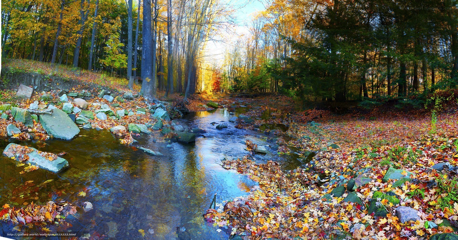 Autumn forest stream