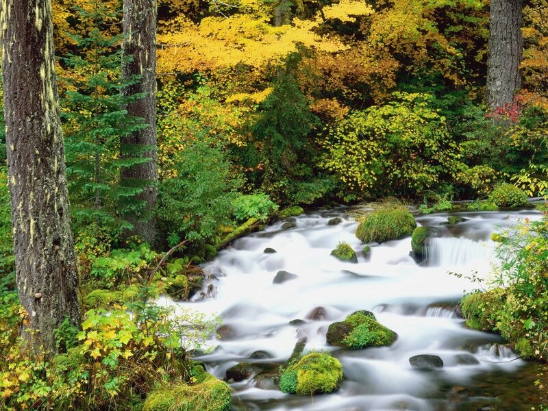 Autumn forest stream