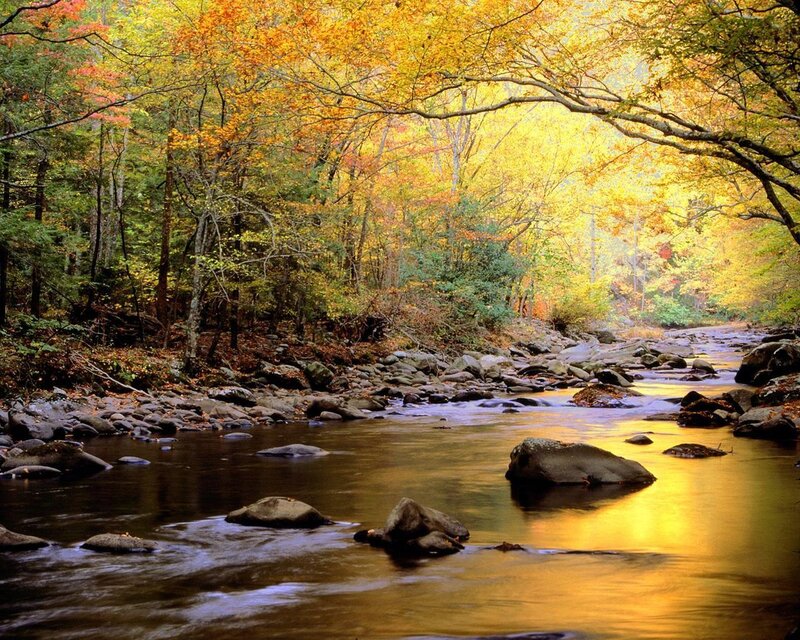 Autumn forest stream
