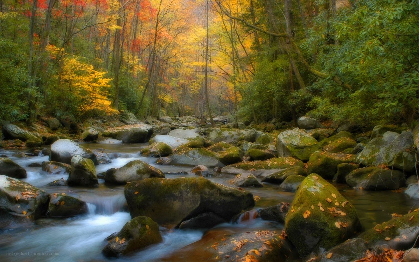 Autumn forest stream