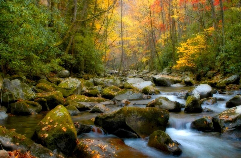 Autumn forest stream