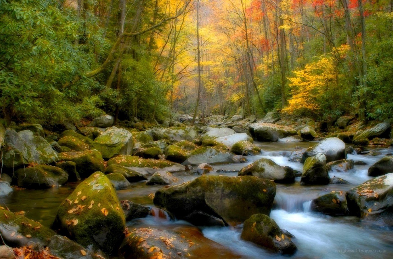 Autumn forest stream
