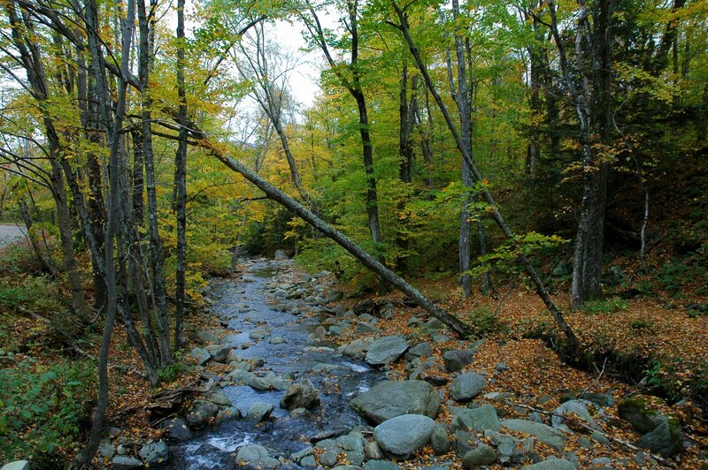 Autumn forest stream