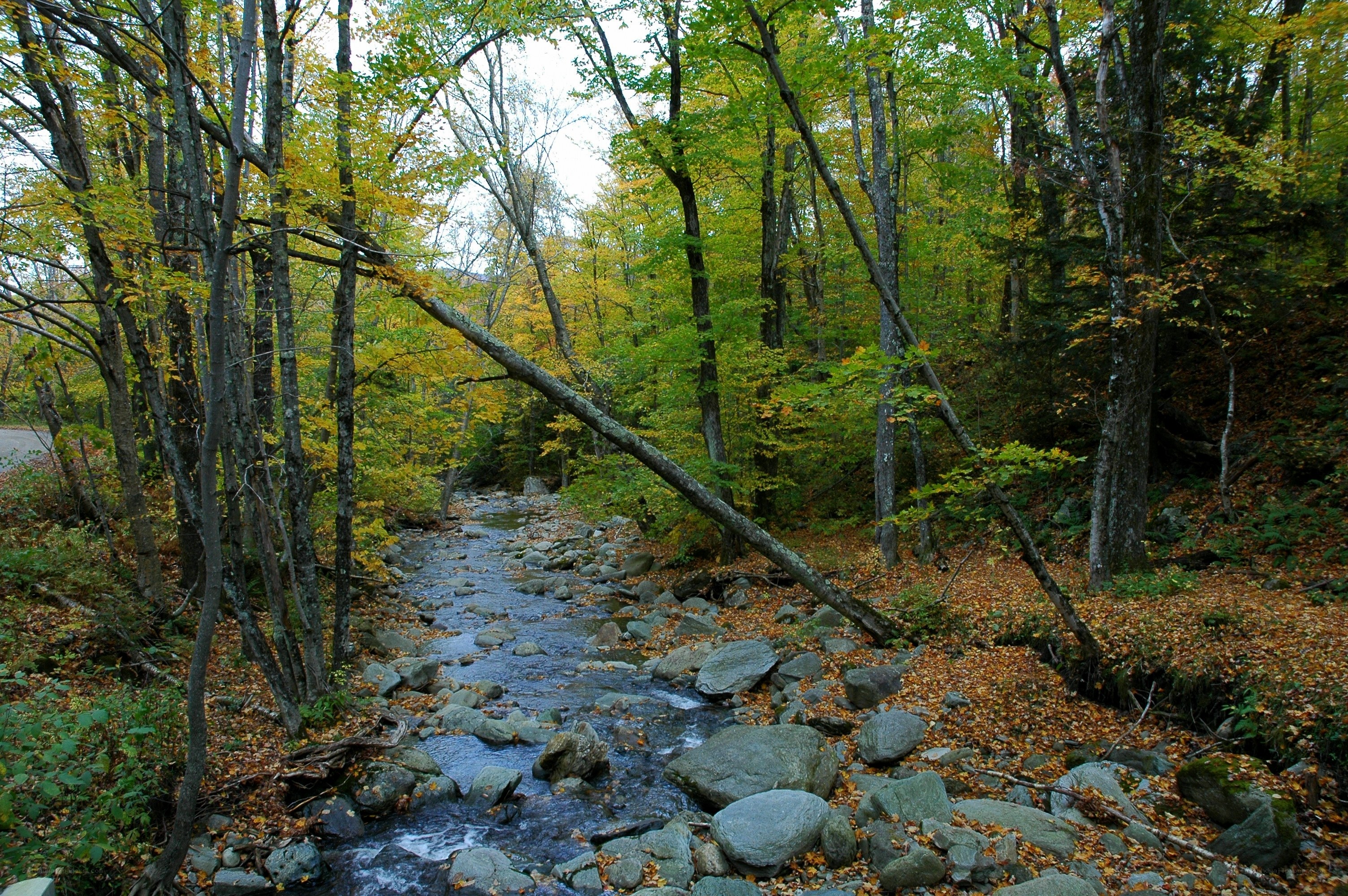 Autumn forest stream