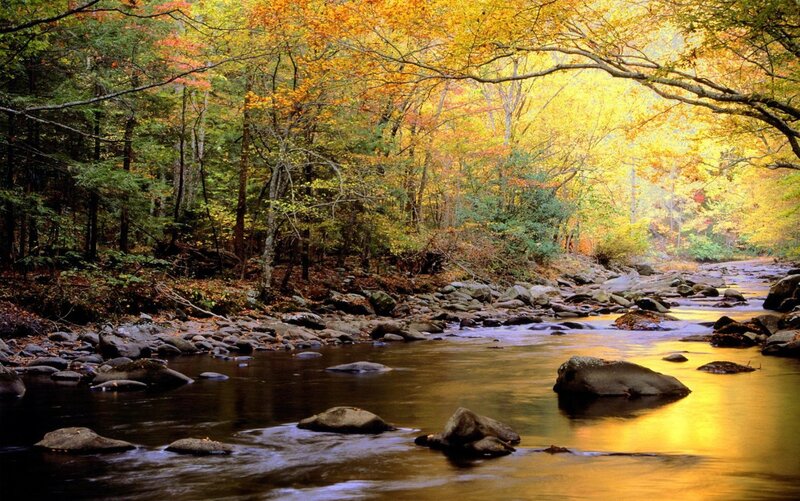 Autumn forest stream