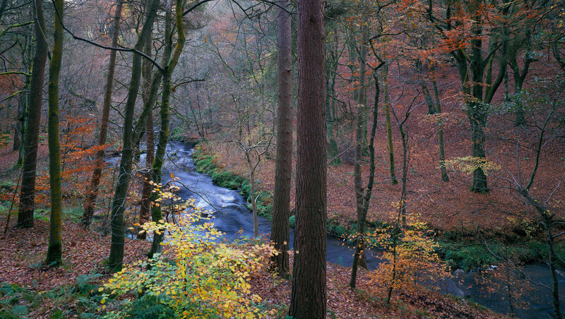 Autumn forest stream