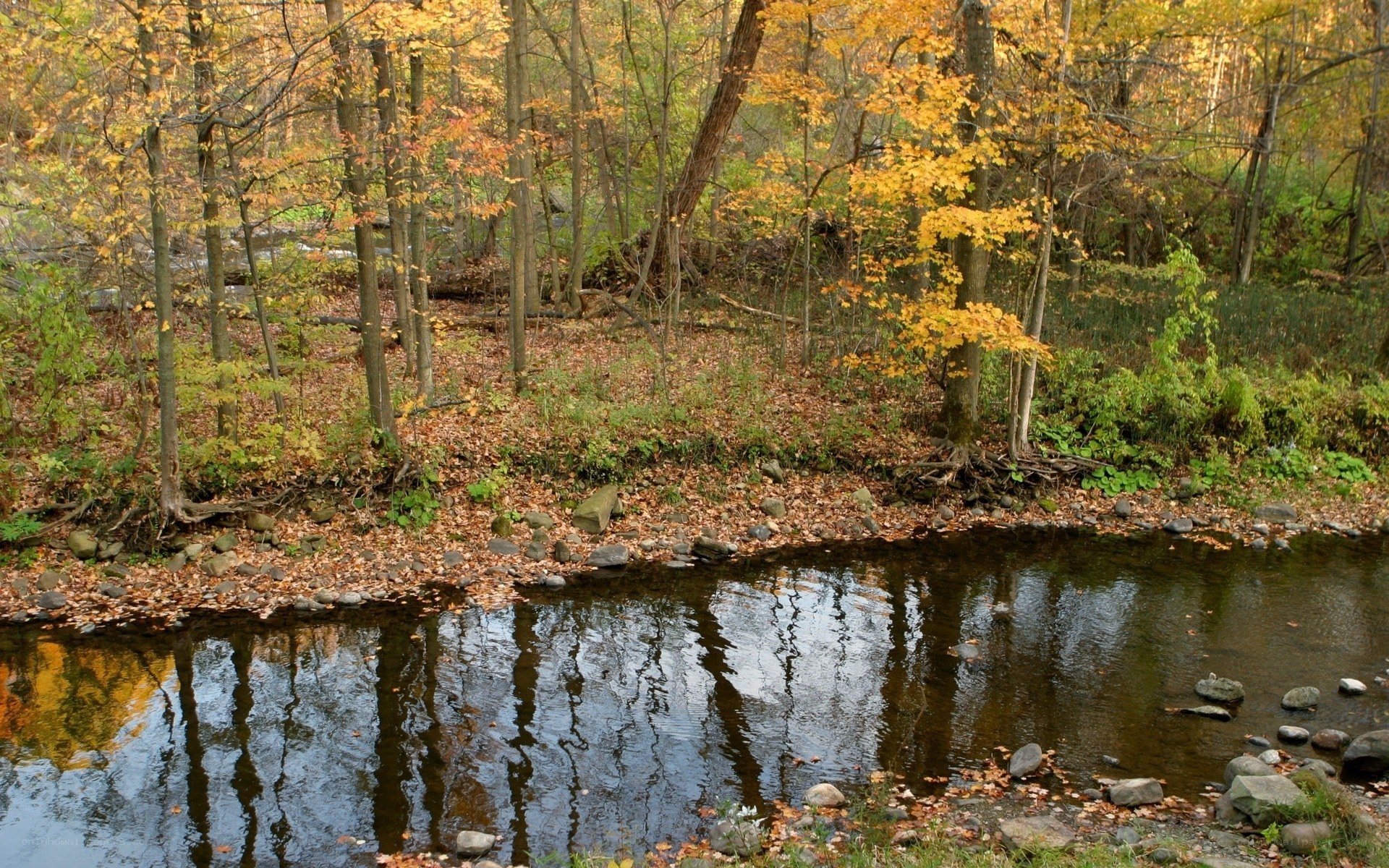 Autumn forest stream