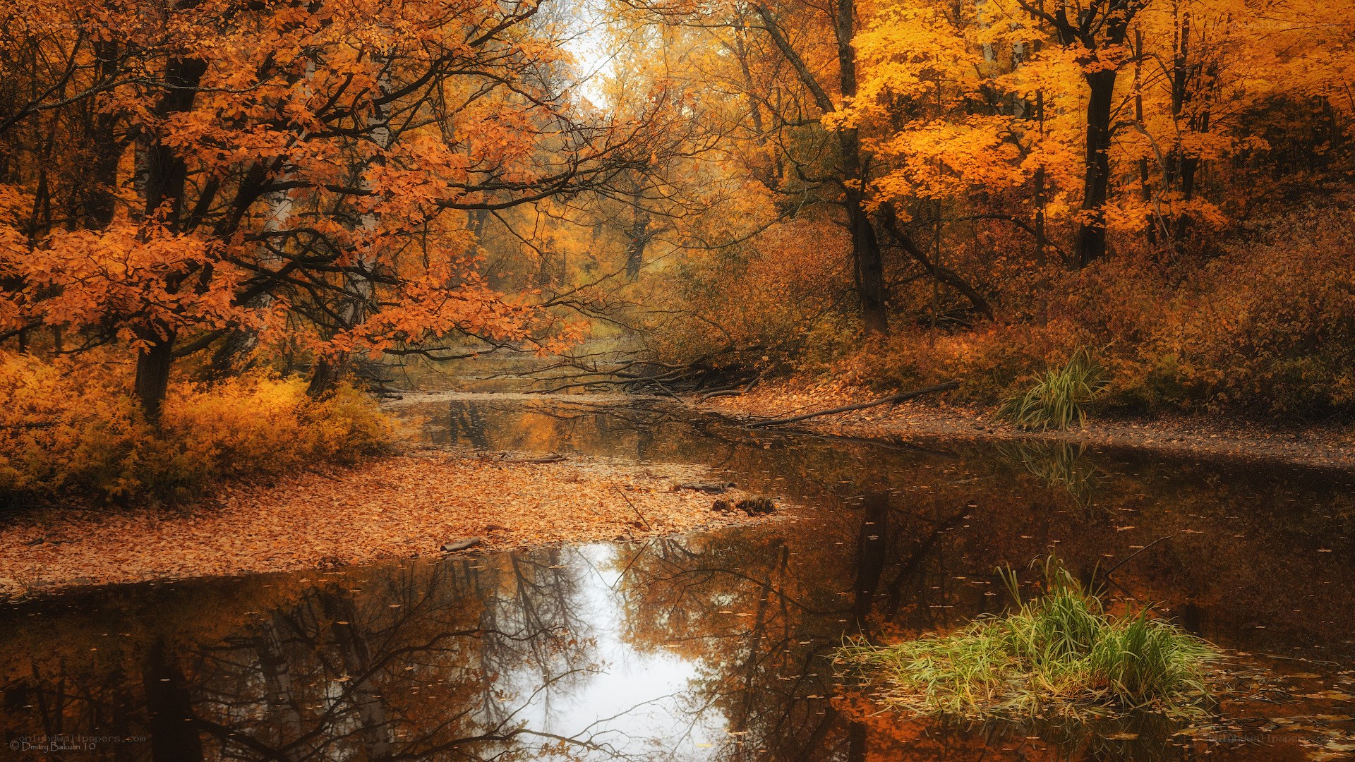 Autumn forest stream