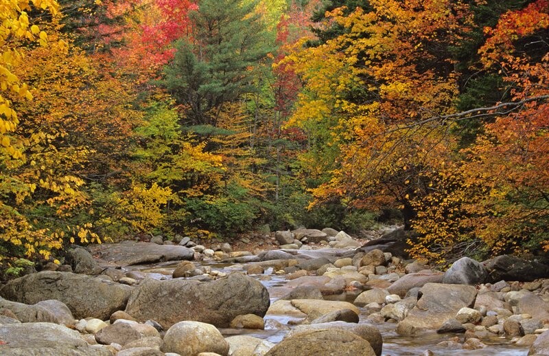 Autumn forest stream