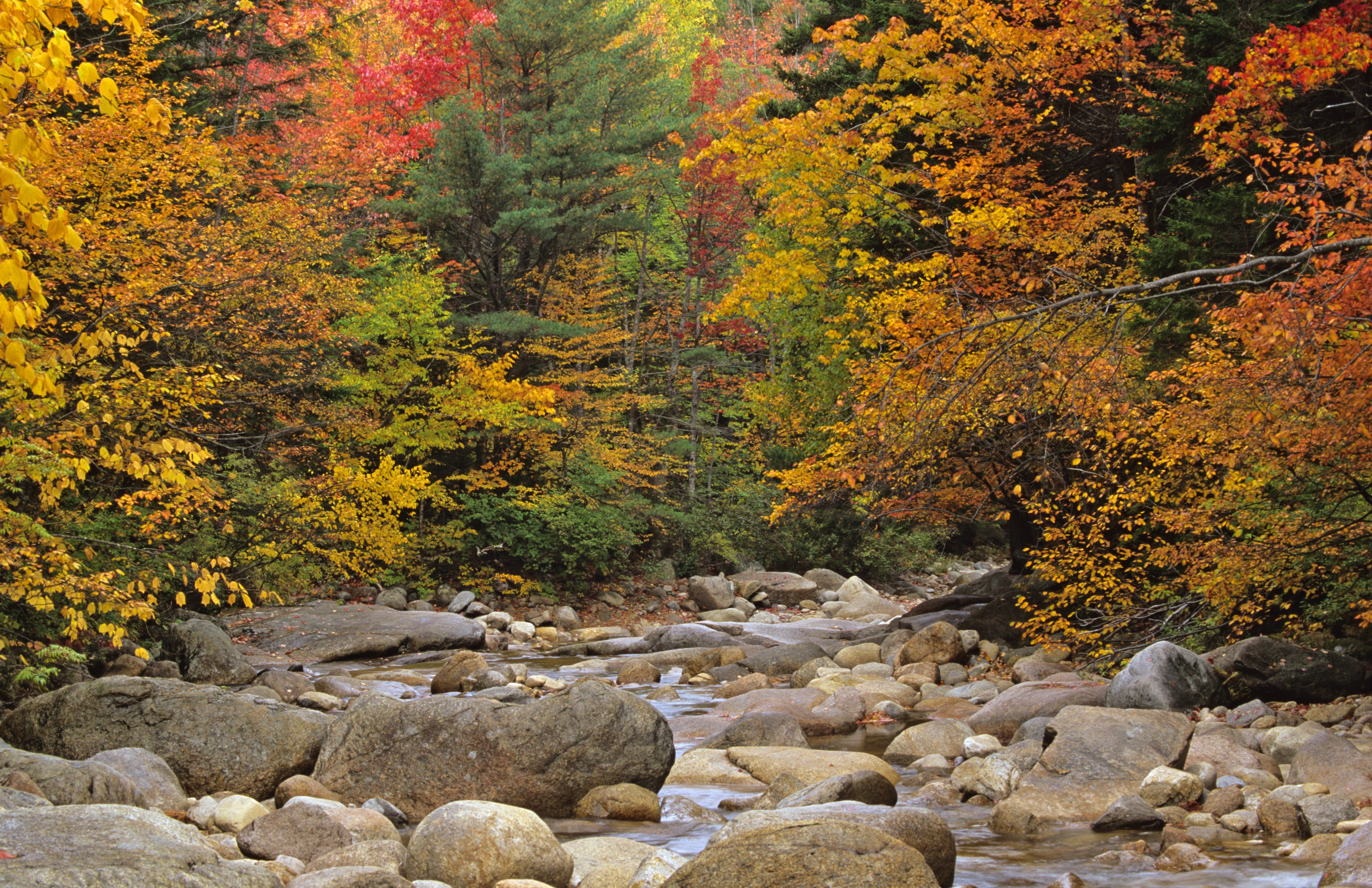 Autumn forest stream