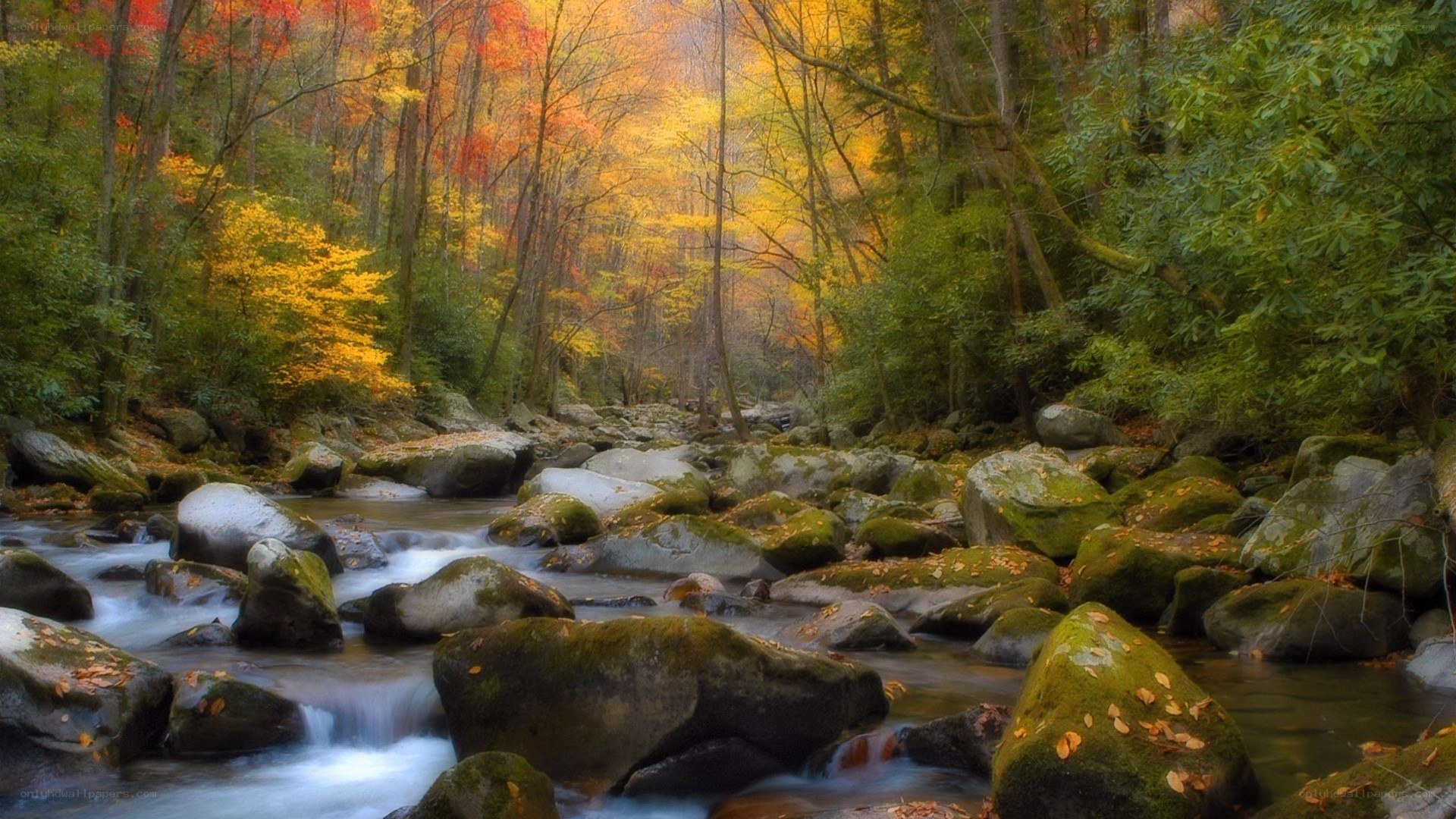 Autumn forest stream