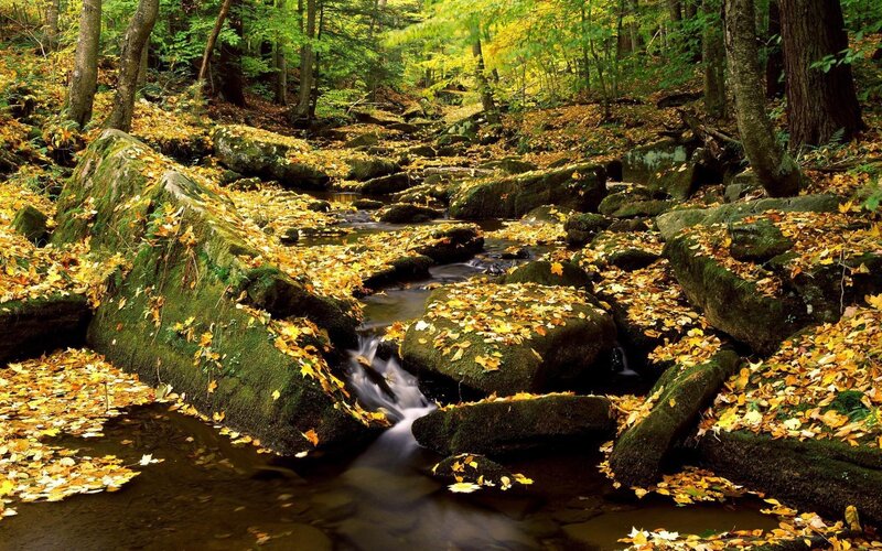 Autumn forest stream