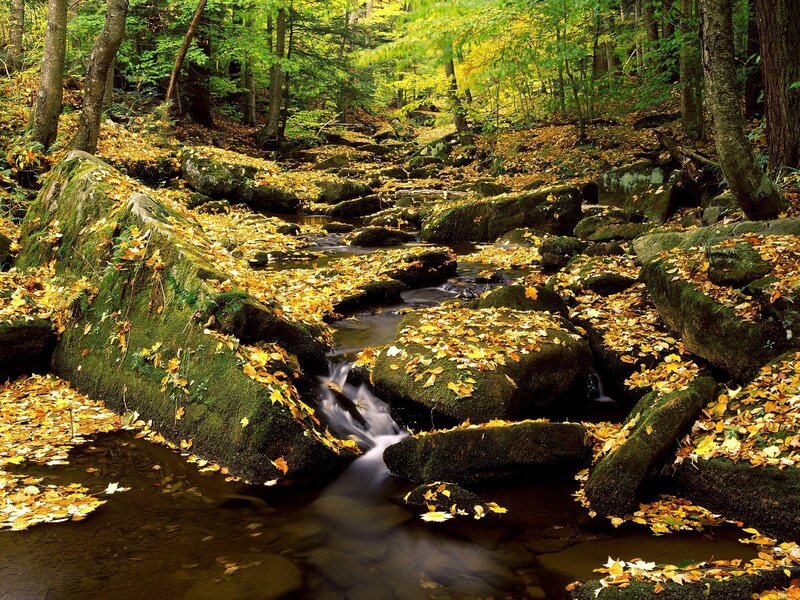 Autumn forest stream