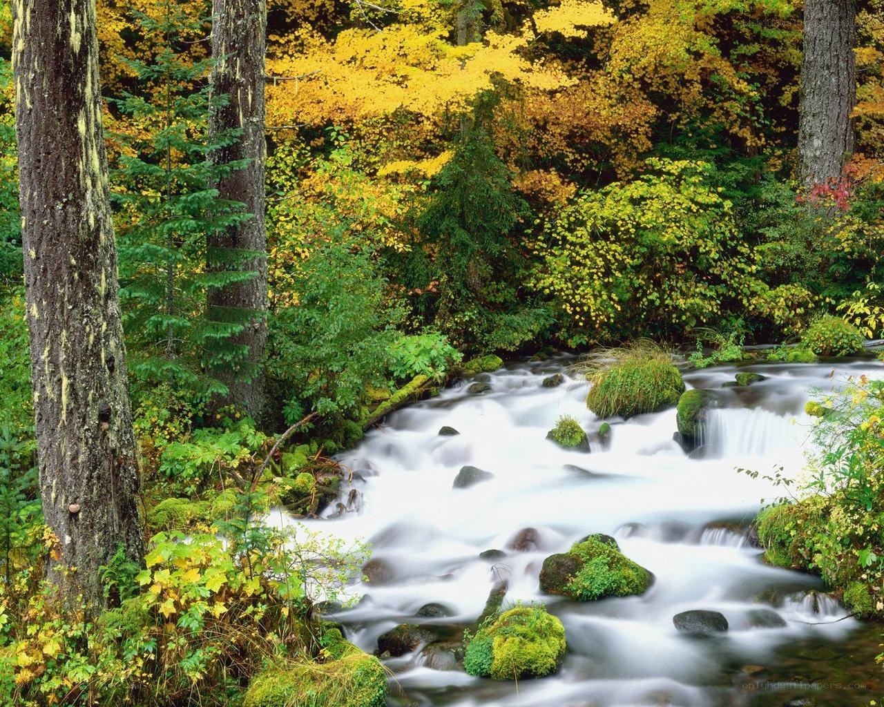 Autumn forest stream
