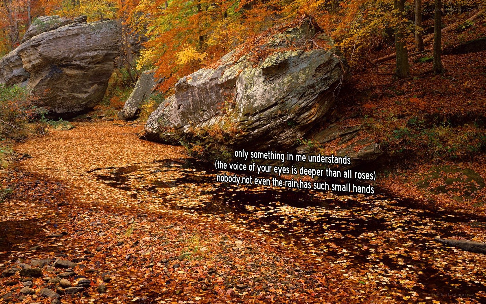 Autumn forest stream