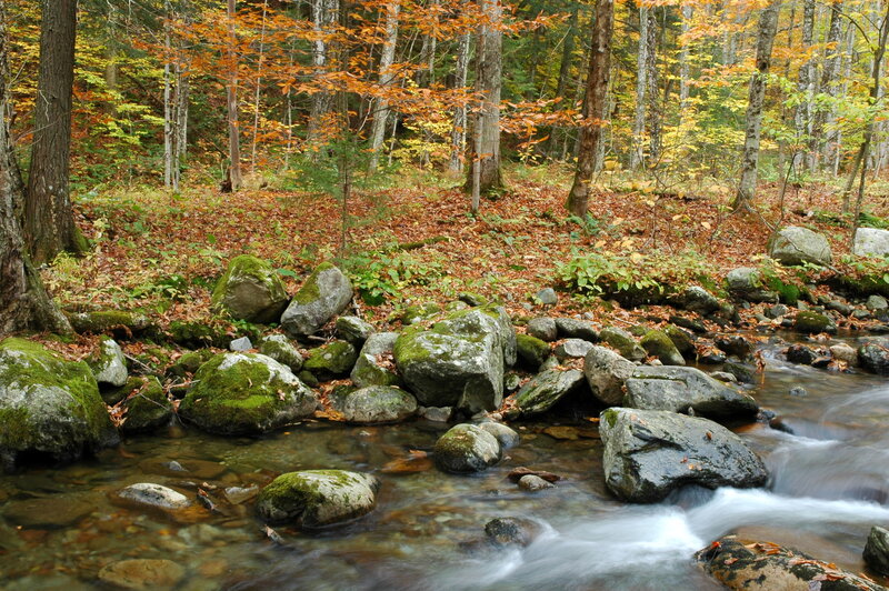 Autumn forest stream